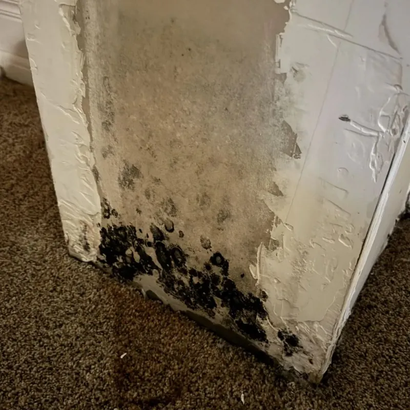 Professional Mold Removal in Fowlerville, MI